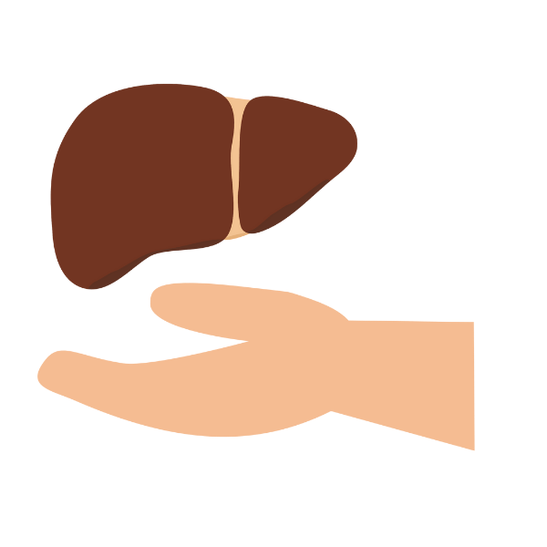 Liver Transplant